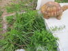Filename=IMG_0872.JPG
Filesize=979KB
Dimensions=1600x1200
Date added=Apr 11, 2011 IMG_0872.JPG
