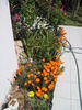 Filename=IMG_0874.JPG
Filesize=842KB
Dimensions=1200x1600
Date added=Apr 11, 2011 IMG_0874.JPG
