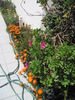 Filename=IMG_0876.JPG
Filesize=841KB
Dimensions=1200x1600
Date added=Apr 11, 2011 IMG_0876.JPG